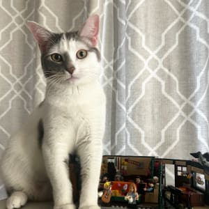Picture of Nami