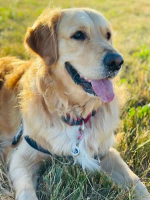 Picture of Whiskey