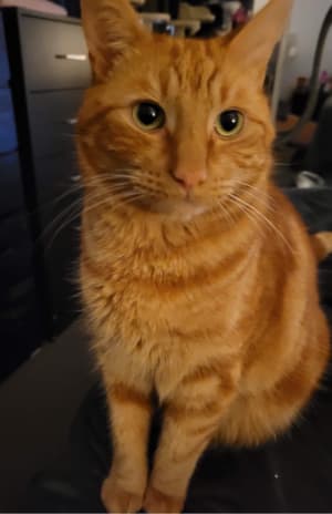 Picture of Prince Nacho Pham