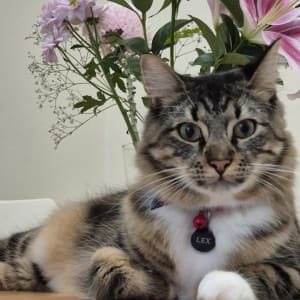 Picture of Lex