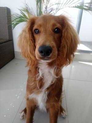 Picture of Jellybean