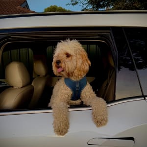 Picture of Archie