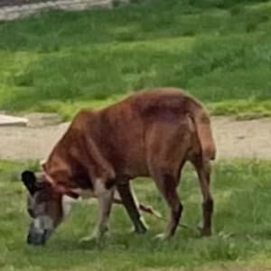 Picture of Rosco