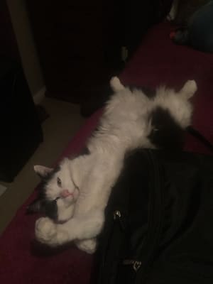 Picture of Maximus