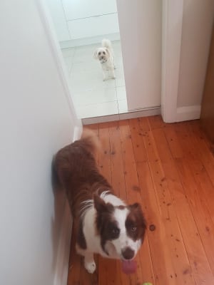 Picture of Coco