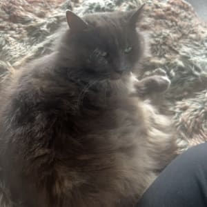 Picture of Bella