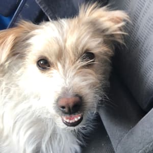 Picture of Punkie