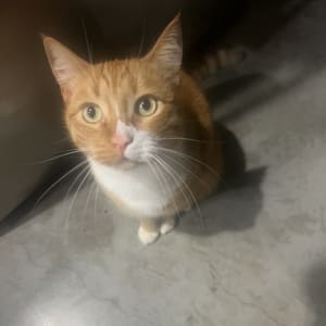 Picture of Oakley
