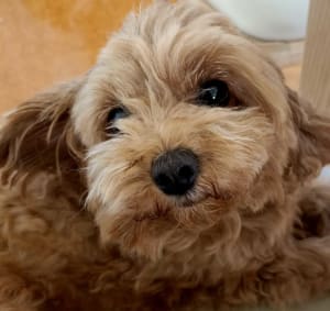 Picture of Scrumpy