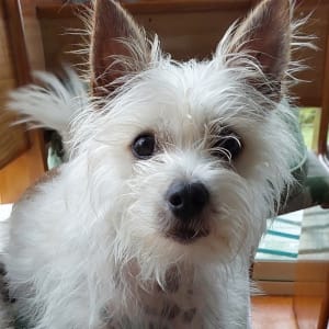 Picture of Jak Jak