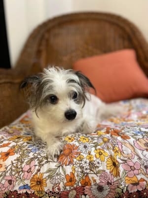 Picture of Molly