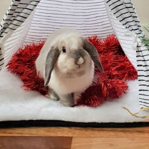 Picture of Poppy