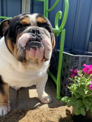 Picture of Bentley