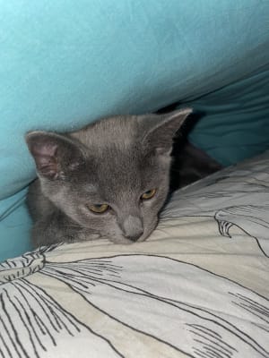 Picture of Suri