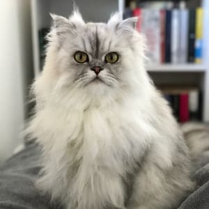 Picture of Milo