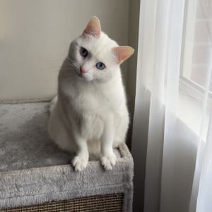 Picture of Scooter