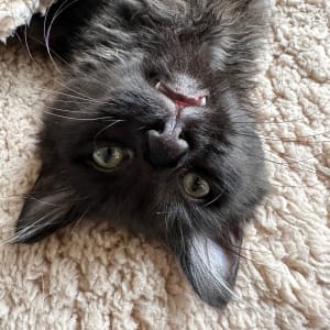Picture of Noodle