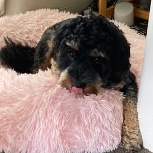 Picture of Whiskey