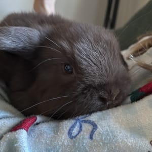 Picture of Luna