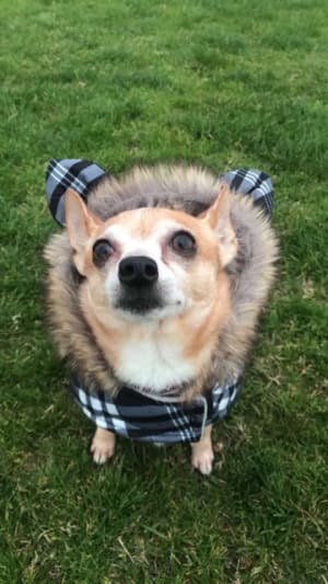 Picture of Tiny Junior