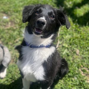 Picture of Bailey