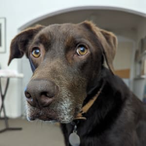Picture of Sadie