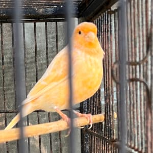 Picture of Bird