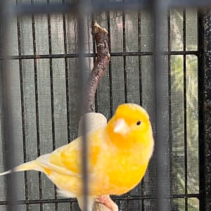 Picture of Tweet