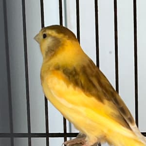 Picture of Mango