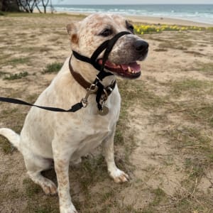 Picture of Dex