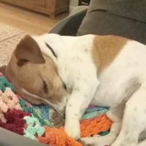 Picture of Buddy