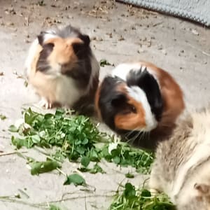 Picture of Rizzle, Basil, Terry, Percy