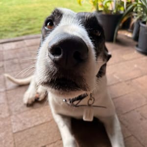 Picture of Emmie