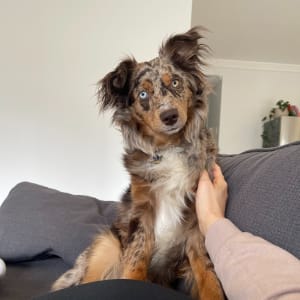 Picture of Willow