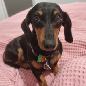 Picture of Caddy