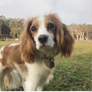 Picture of Paipo