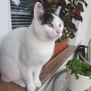 Picture of Snowwhite