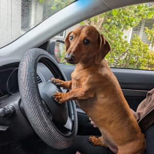 Picture of Milo