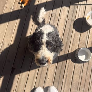 Picture of Bernie