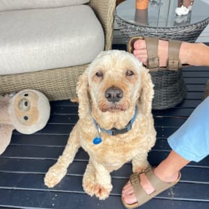 Picture of Alfie