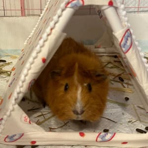 Picture of Chocolate