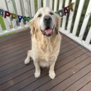 Picture of Archimedes (Archie)