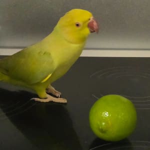Picture of Lime