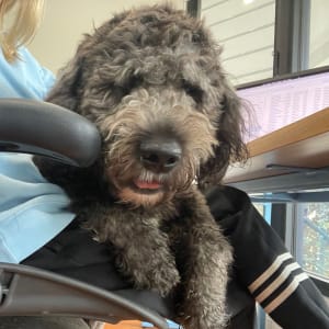 Picture of Teddy