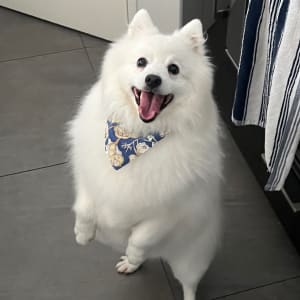 Picture of Lucky