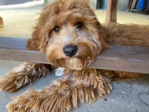 Picture of Willow