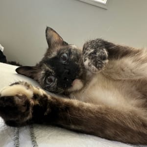Picture of Goose