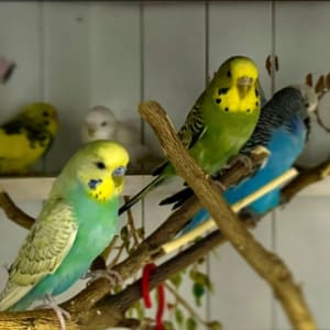 Picture of 7x Budgies