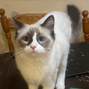 Picture of Tinkabell