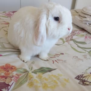 Picture of Benny